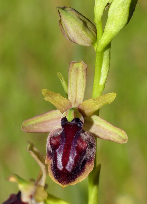 Ophrys tardive e altre orchidee in Epiro - Grecia settentrionale  22_30 maggio 2024.